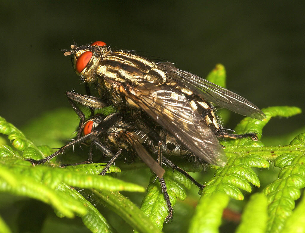 本种是麻蝇科中比较重要的种类.