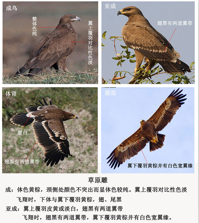  p>草原雕(学名:aquila nipalensis)是属于鹰科的一种大型猛禽.