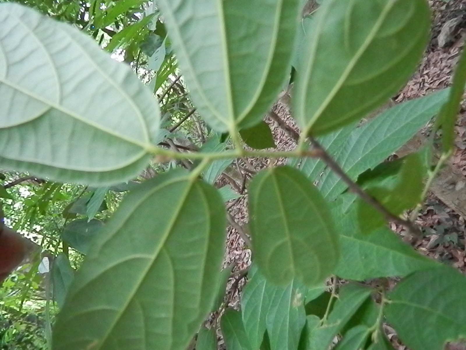 布渣叶海南个体