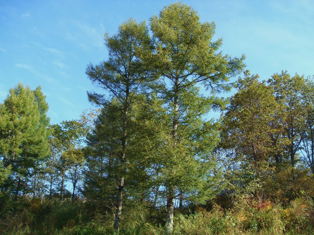 兴安落叶松无性系 1542