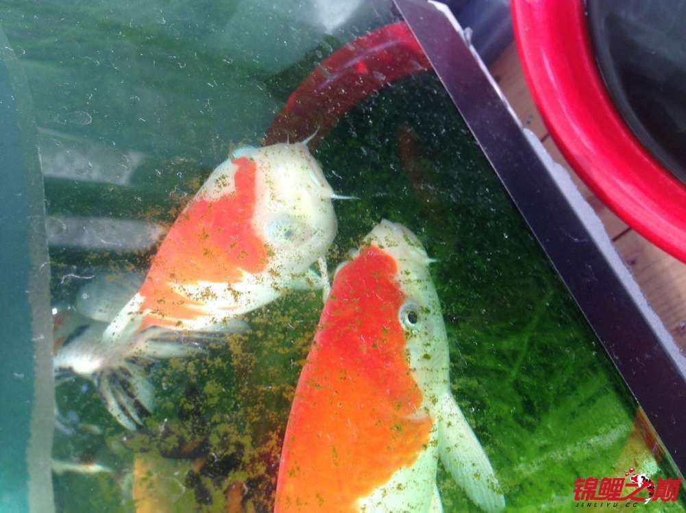  p>锦鲤蒙眼病,先看锦鲤鱼的眼睛,看上去是不是有一层薄薄的白色膜,看