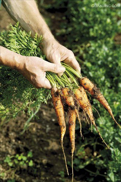 是伞形科,胡萝卜属野胡萝卜的变种,一年生或二年生 a target="_blnkk