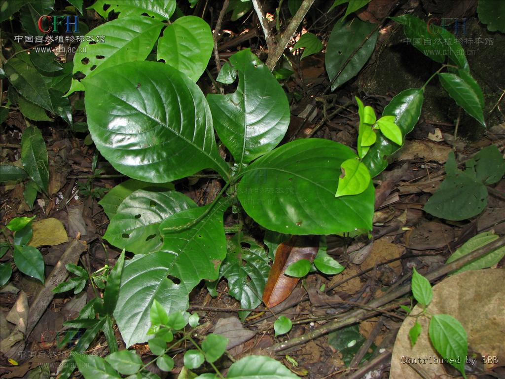  p>野靛棵属所属 a target="_blank" href="/item/被子植物门/229000"