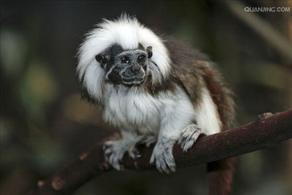  p>狨猴是体型较小的非人灵长类动物,源于巴西东北部,濒临大西洋的