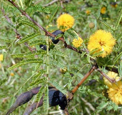 wattle_百度百科