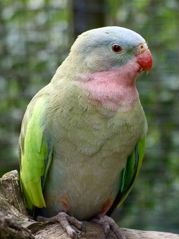 公主鹦鹉