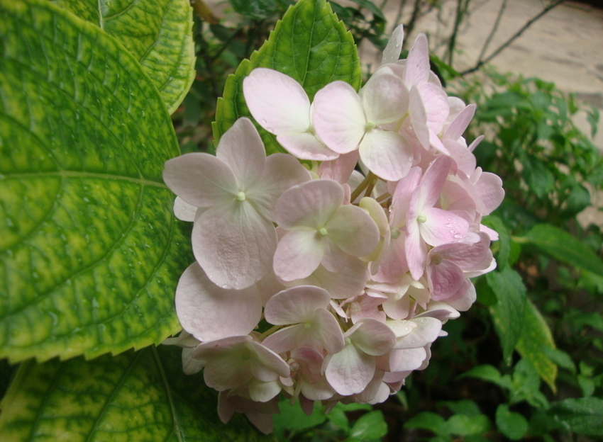 短日照花卉