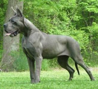  p>大丹犬(great dane)原产于 a href="#" data-lemmaid="147953">