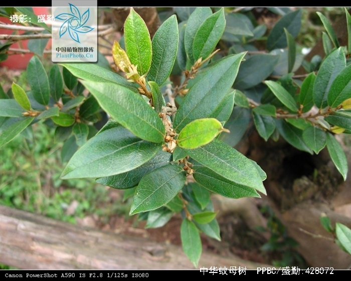  p>中华蚊母树(学名: i>distylium /i>  i>chinense  /i>(franch.
