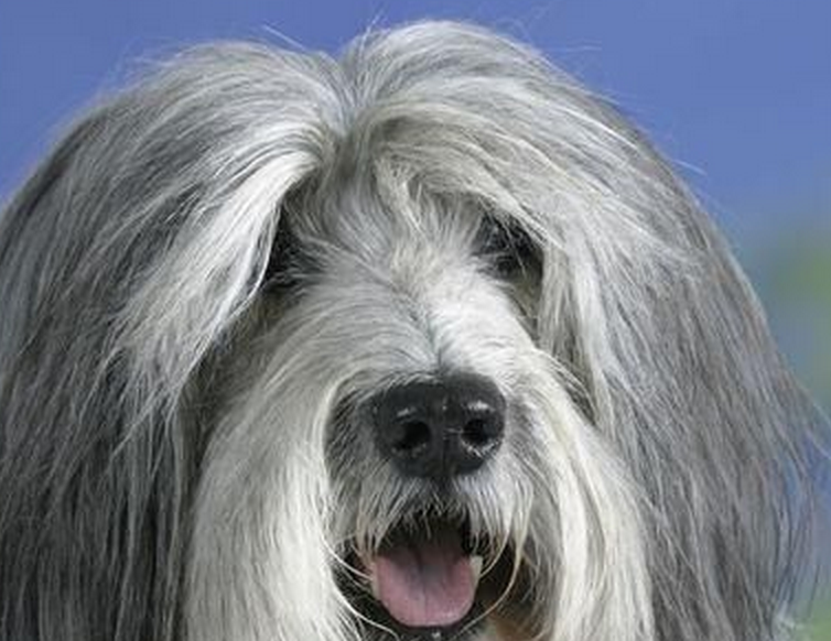  p> a href="#" data-lemmaid="421640">波兰 /a>低地牧羊犬(英文名称