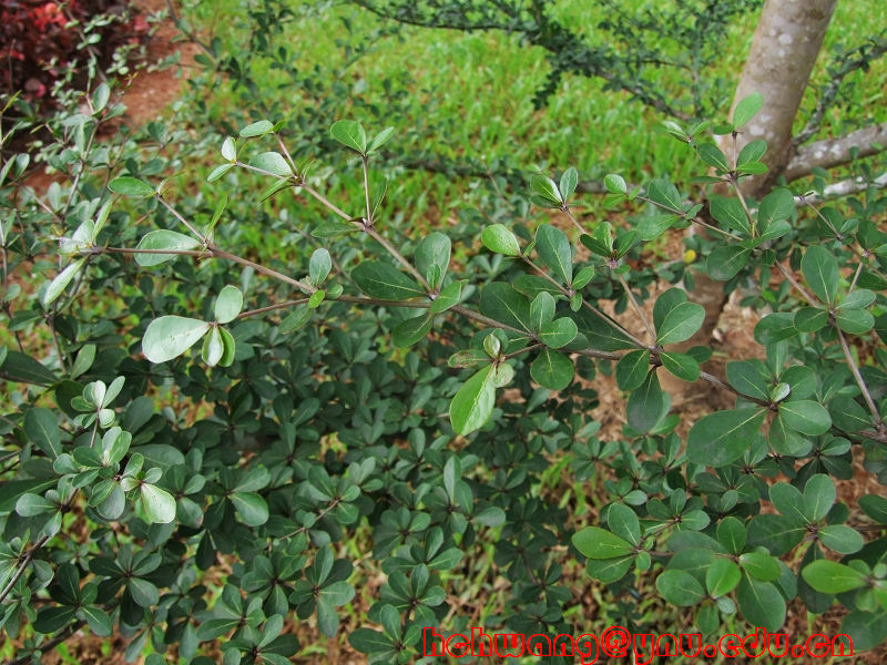  p> a href="#" data-lemmaid="1709416">榄形风车子 /a>,拉丁文名