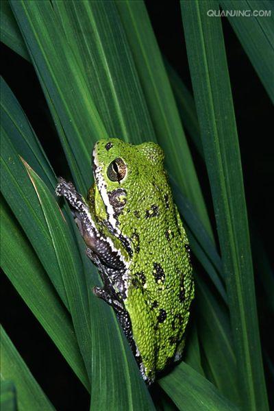 树蛙