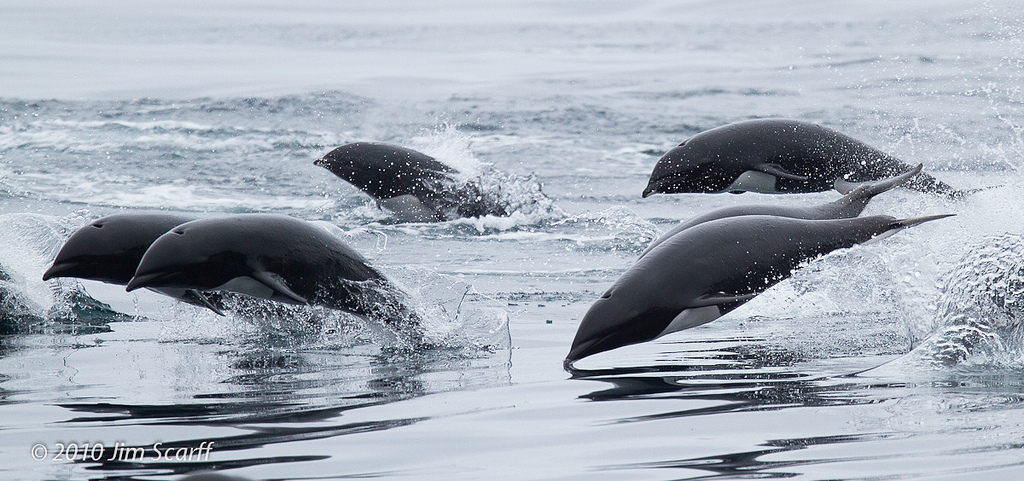  p>北露脊海豚(学名: i>lissodelphis borealis /i>)体型细长,向尾部