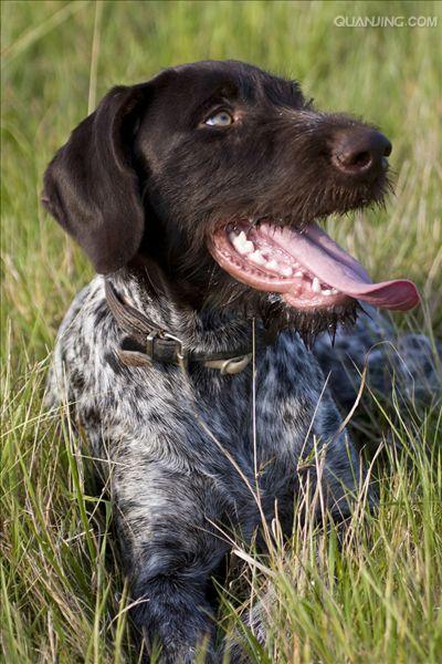  p>沙克犬,又称猎羚犬或拉伯狩猎犬或波斯灵提或者沙路奇猎犬.