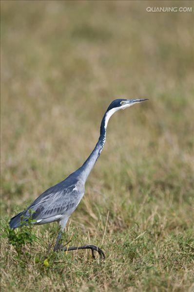  p>黑头鹭(学名: i>ardea melanocephala /i>)是大型 a href="#" data