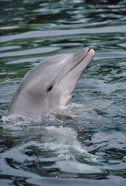 i>(montagu, 1821), a target="_blank" href="/item/海豚科/1521536"