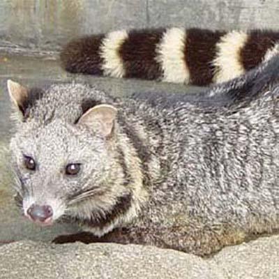 大灵猫印缅亚种