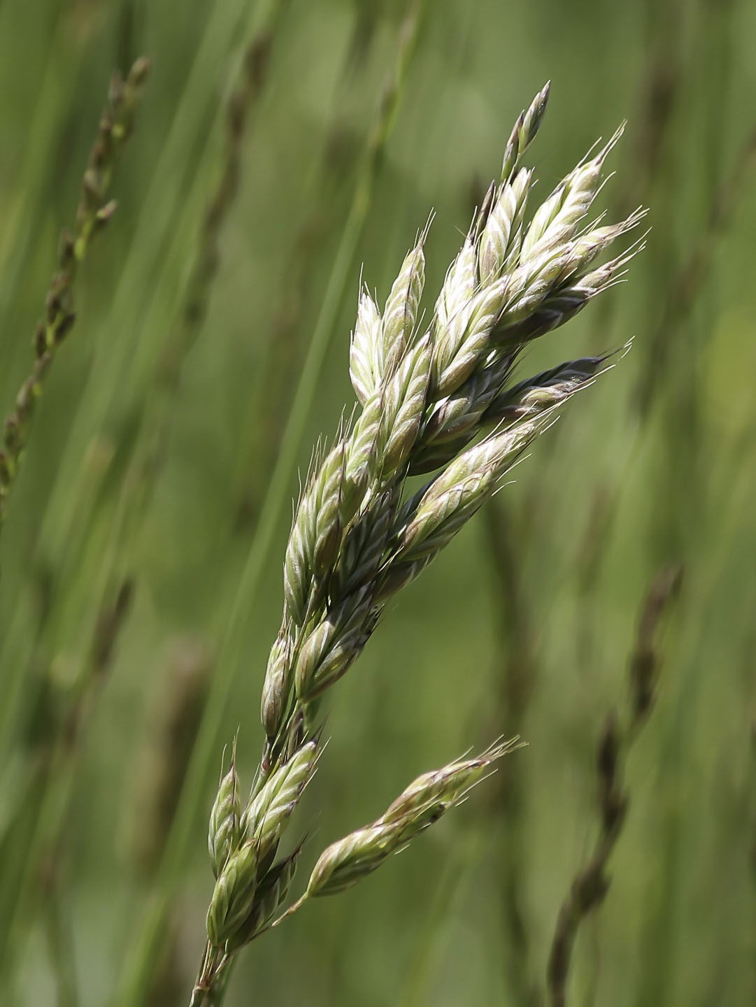 是 a href="#">禾本科 /a>, a href="#">雀麦属 /a>一年生 a href="