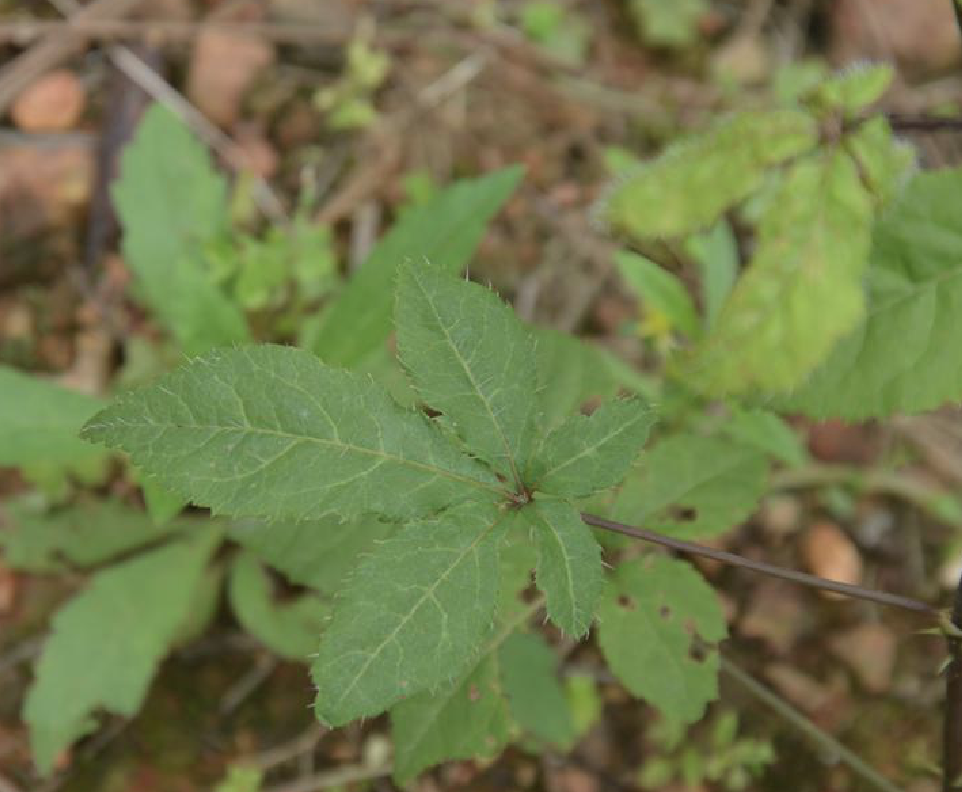  p>糙叶藤五加(学名: i>eleutherococcus /i>  i>leucorrhizus /i>