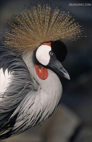  p>灰冠鹤(学名: i>balearica regulorum /i>)又称东非冠鹤,是一种