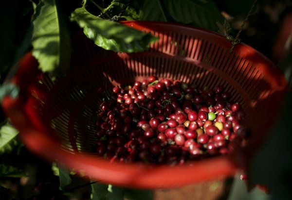 ">福山咖啡,海南省 a target="_blank" href="/item/澄迈县/11028780"