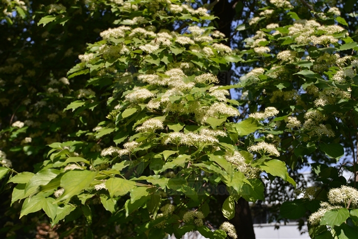 sojak)是山茱萸科,梾木属落叶 a data-lemmaid="33239">乔木 /a>,高