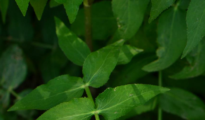  p>泽芹属( a href="#" data-lemmaid="8074290">学名 /a>:sium l.