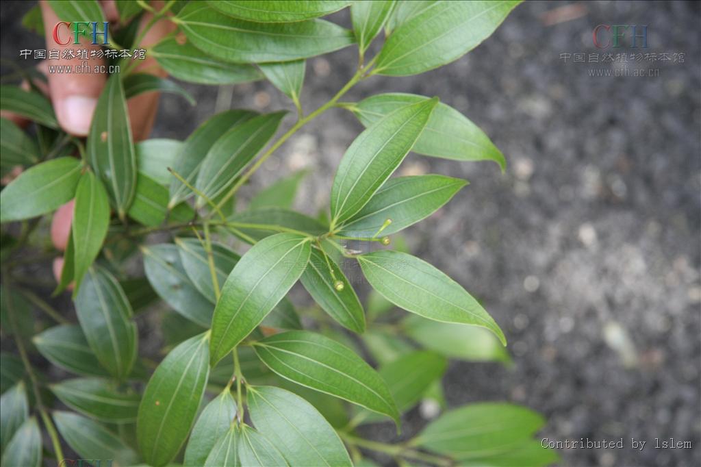  p>野黄桂是一种小 a href="#" data-lemmaid="33239">乔木 /a>,高不