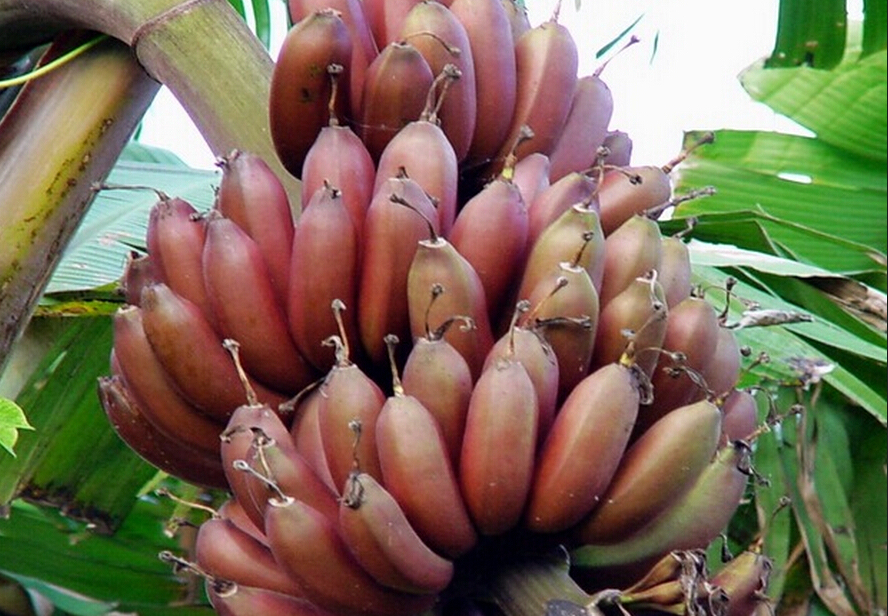  p data-id="go0cf7oj4g">        野生香蕉是二倍体,通常有大量的硬