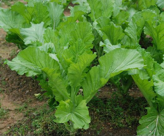  p>芥菜(学名: i>brassica juncea /i>   (l.) czern. et coss.