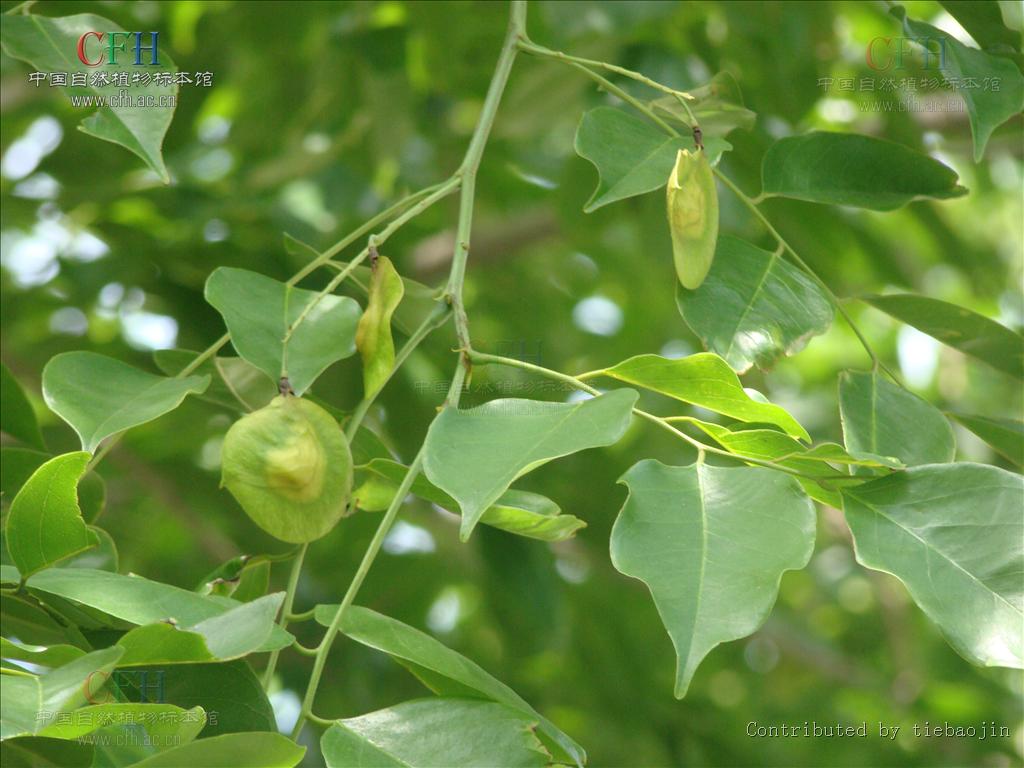 这种木材具有很强的香味,并可以持续很多年,因此被称为"蔷薇木".