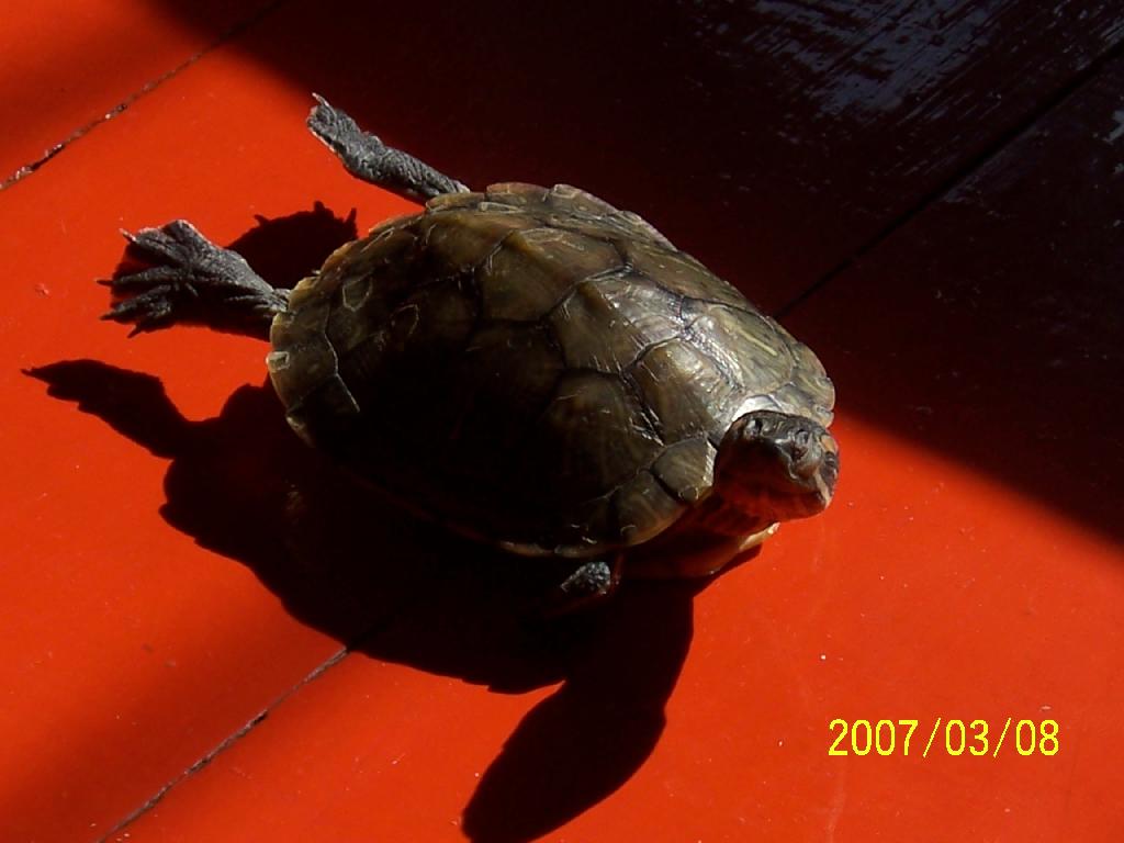  p>黄肚红耳龟是一种由人工饲养的珍稀龟类动物,因黄色肚皮红润的外观