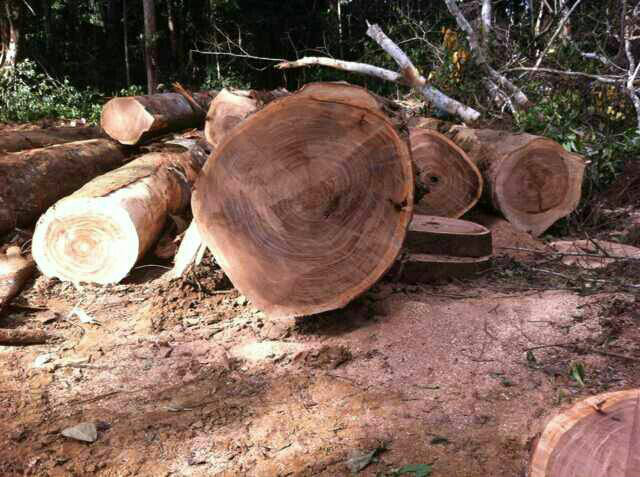  p>黄金梨木(又称梓木),主要生长在东南亚一带.