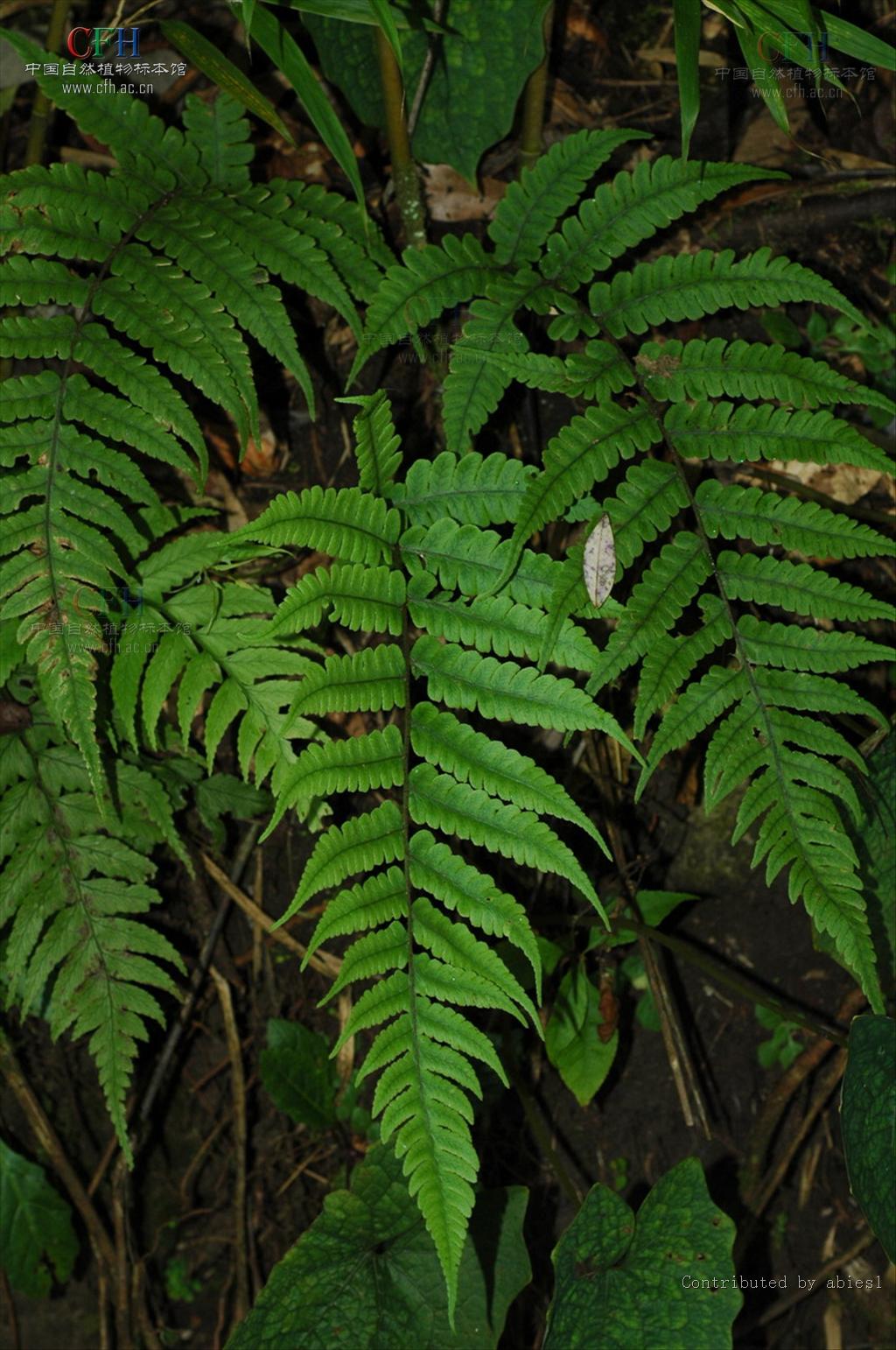 ching)是蹄盖蕨科介蕨属植物,分布于中国陕西,甘肃等地.
