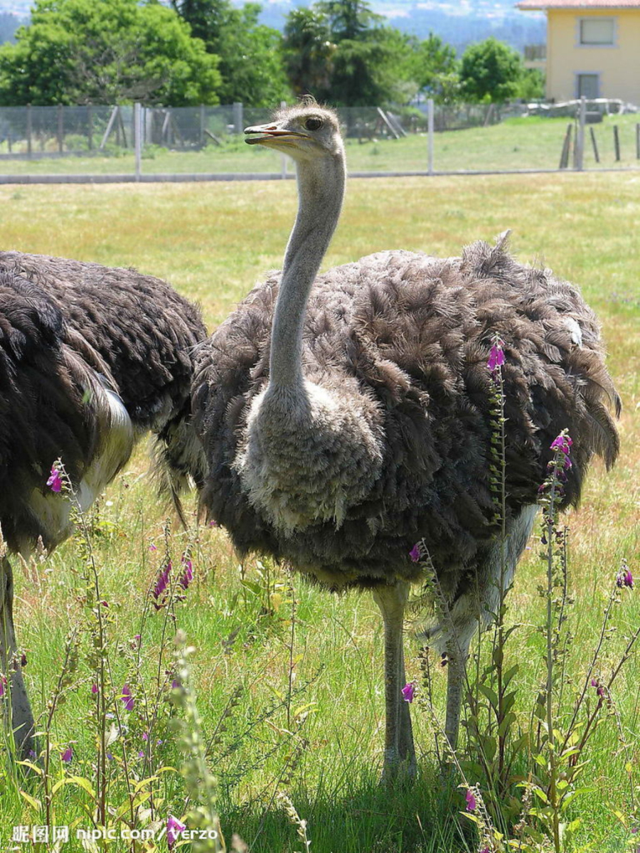  p>西非鸵鸟(struhio camelus spatzi),是鸵鸟的一种.