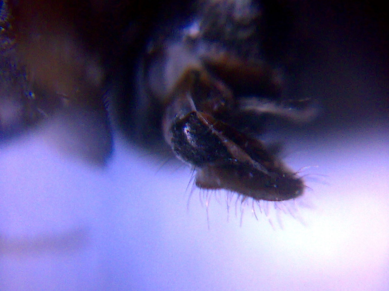  p>绿豆虫学名 a target="_blank" href="/item/象甲/1377210" data