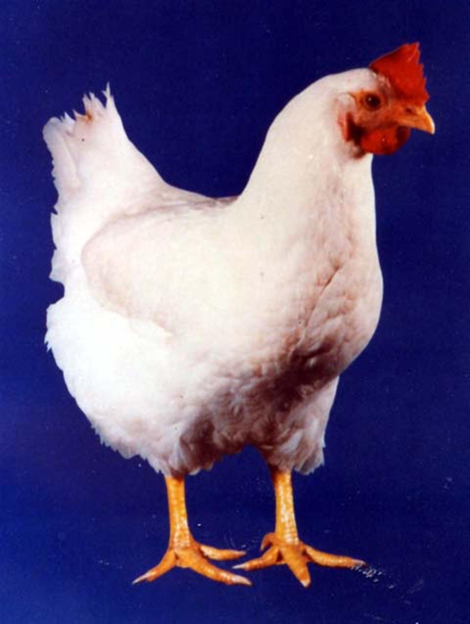 现代广泛饲养的白羽肉鸡品种多是 a target="_blank" href="/item