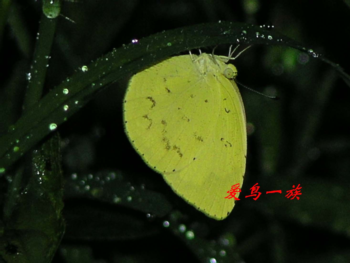  p>宽边黄粉蝶,eurema hecabe,是粉蝶科中的一种,分布广泛.