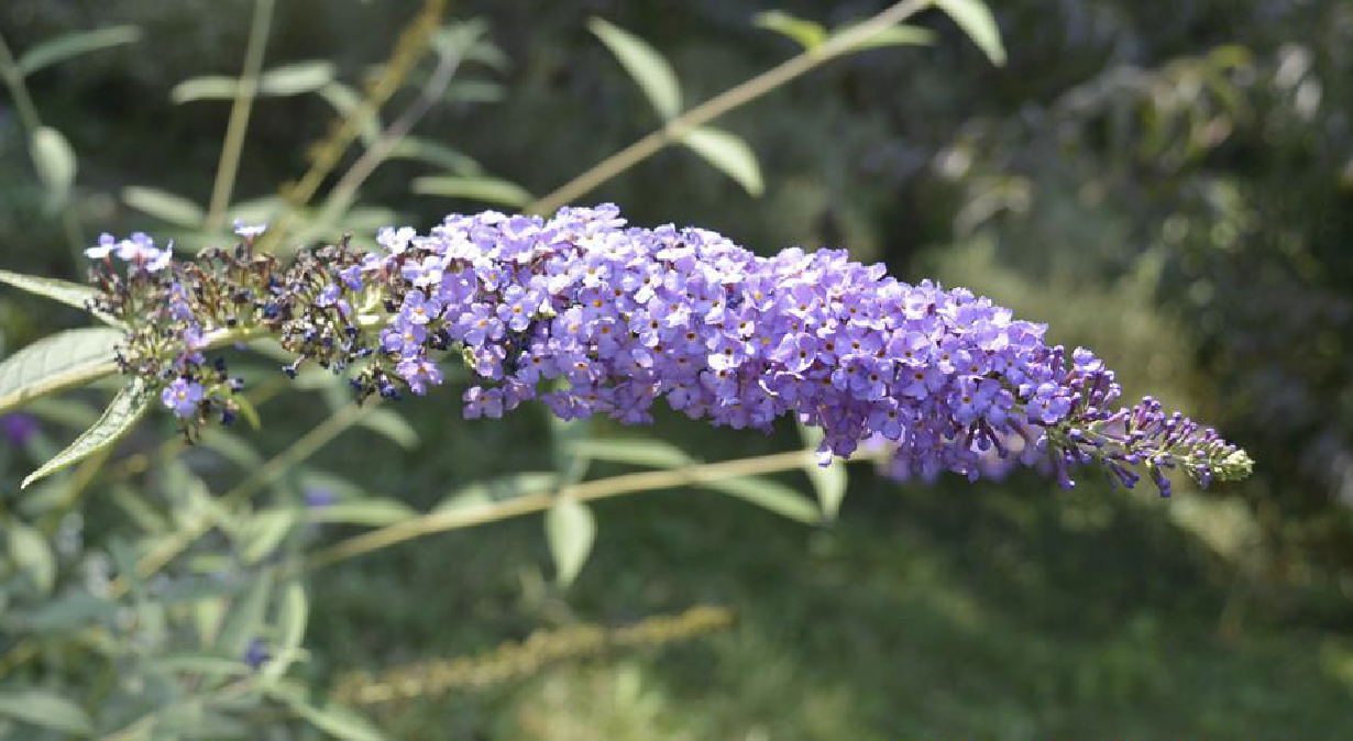  p>紫花醉鱼草(学名: i>buddleja fallowiana /i> balf. f.et w.w.sm.