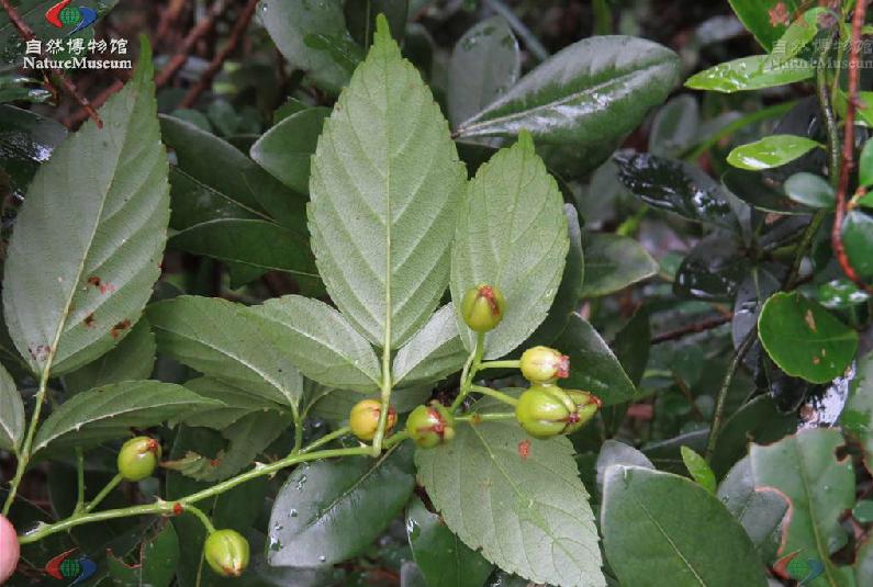  p>白花悬钩子(拉丁学名: b>rubus /b>  b>leucanthus /b> hance)是