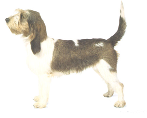 大格里芬-旺代犬