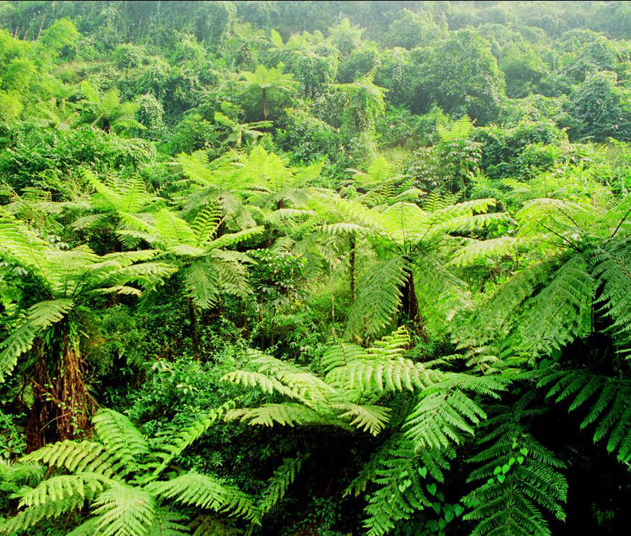 桫椤(学名: i>alsophila costularis /i> baker)是桫椤科桫椤属植物