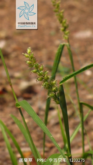  p>蒺藜草(学名: i>cenchrus echinatus /i>  l.