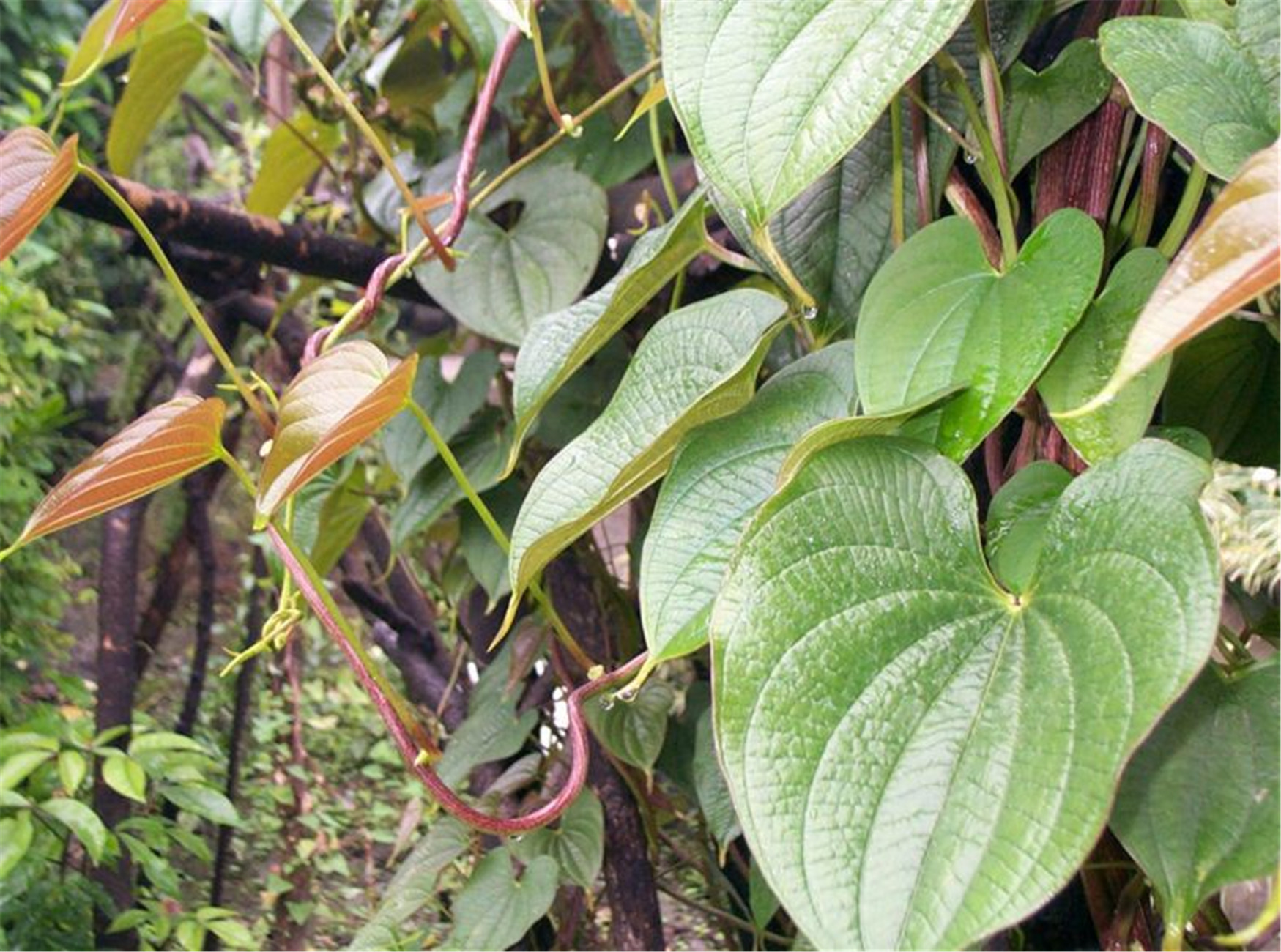 dioscorea bulbifera l.