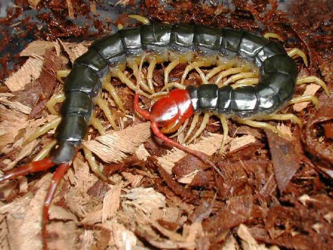  p>蜈蚣为陆生 a href="#" data-lemmaid="417366">节肢动物 /a>,身体