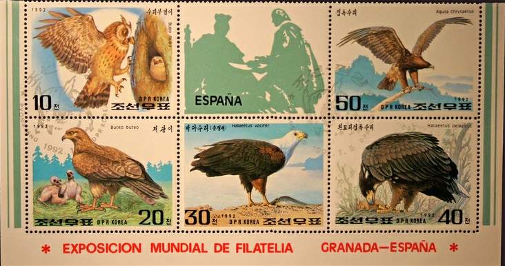 所罗门群岛海雕