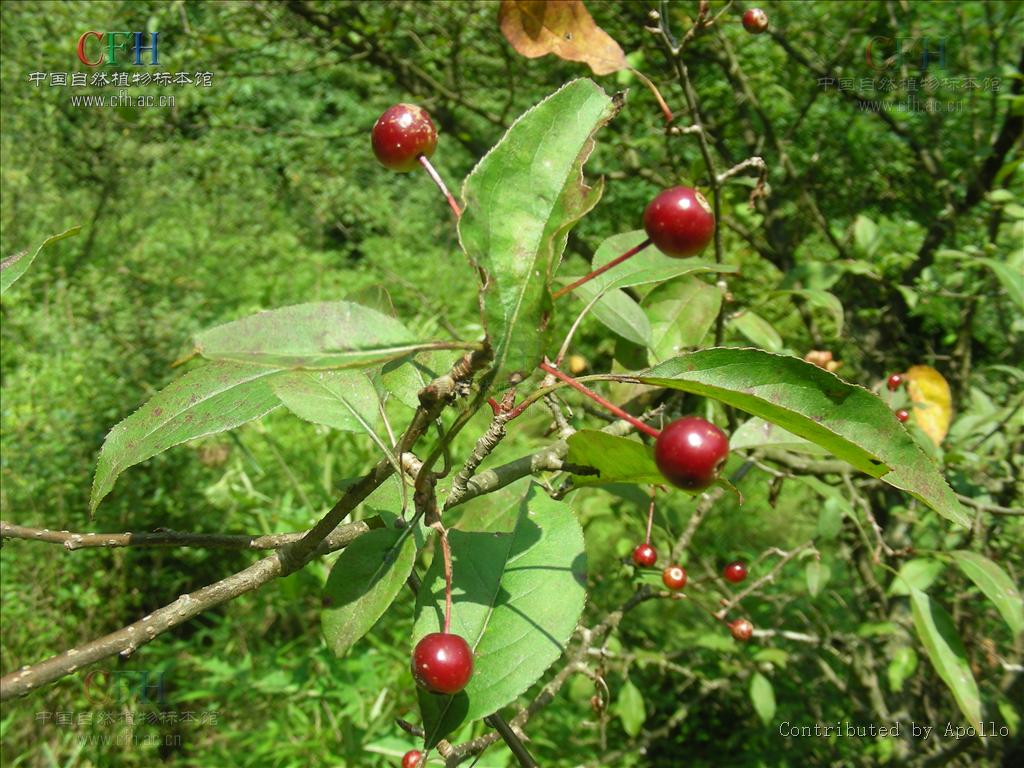 p>山荆子(学名: i>malus baccata  /i>(l.) borkh.