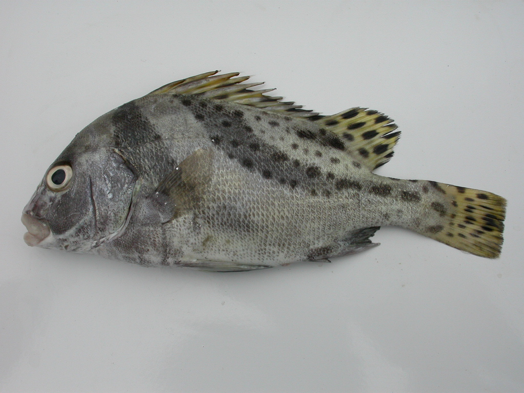  p>中华胡椒鲷, a target="_blank" href="/item/学名/8074290" data