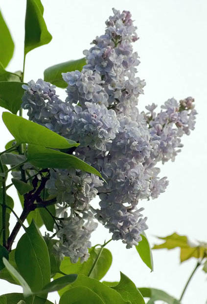 白花欧丁香(变型)