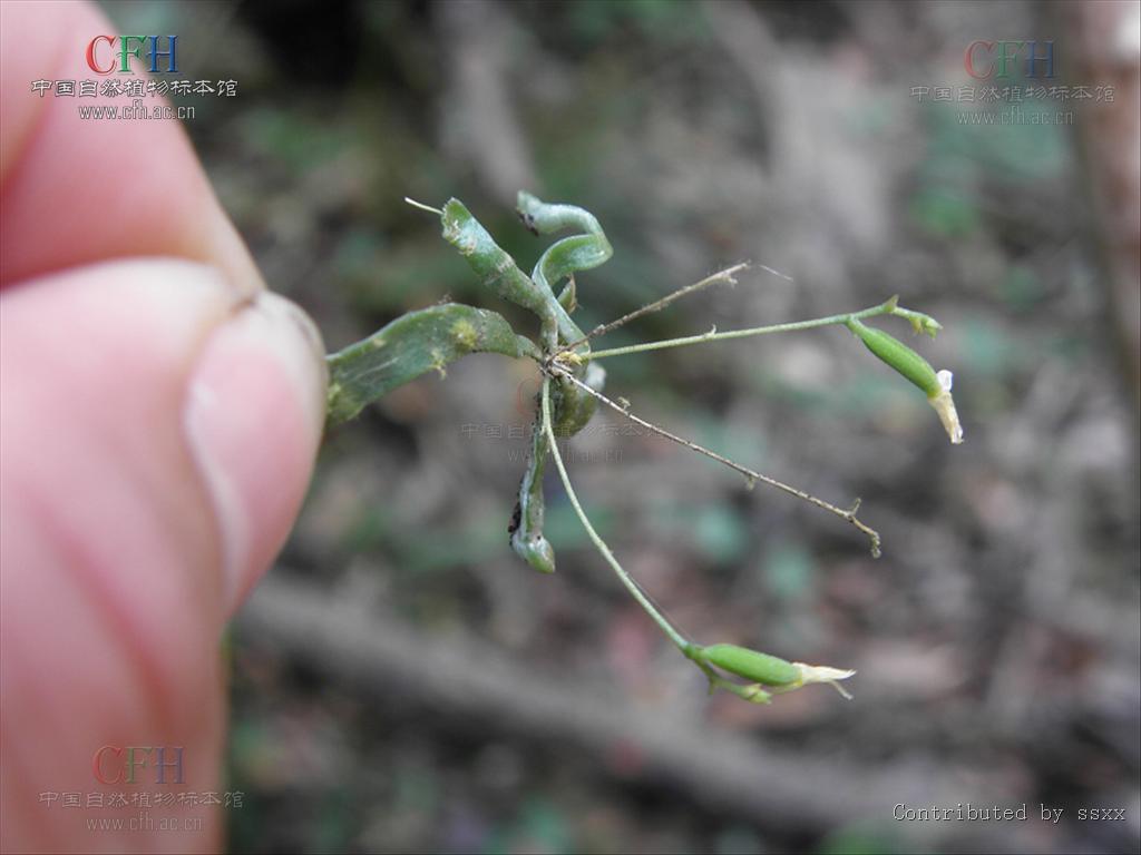  p>带叶兰属taeniophyllum bl.